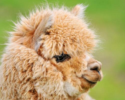 a close up of a alpaca at The Stables - Deer Park Farm in Solihull