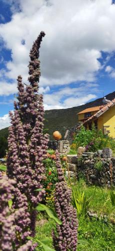 a group of purple flowers in a garden at Lodge Mirador San Antonio- Colca in Coporaque