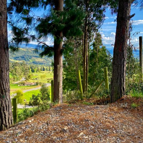 a path in the woods with trees and a fence at Tiny Houses Premium - Casa Barcelona in Duitama