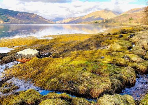 a body of water with grass and mountains in the background at Seal Cove Cabin - Luxury Glamping in Cairndow