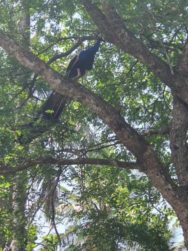 Gambar di galeri bagi Nature Villa di Tangalle