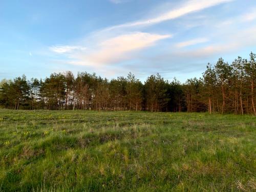 a field with green grass and trees in the background at Noclegi Little Sheep in Chojna