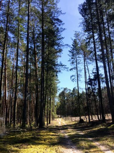 a dirt road through a forest with tall trees at Noclegi Little Sheep in Chojna