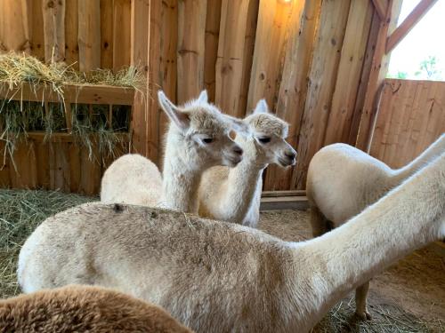 three llamas are standing in a barn with hay at Noclegi Little Sheep in Chojna