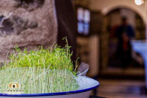 a green plant in a blue bowl on a table at Albergo Diffuso Mannois in Orosei