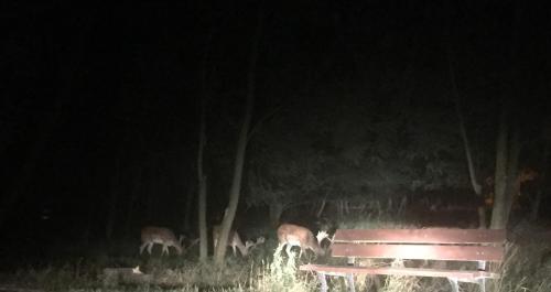 a group of animals grazing in the woods at night at Noclegi Little Sheep in Chojna
