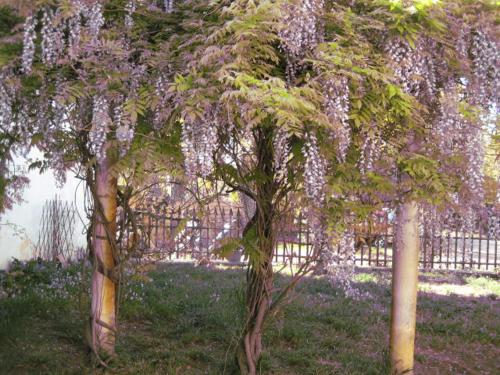 FourquesにあるGrand Argenceの紫の花の木々
