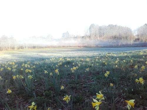 a field of daffodils in front of a lake at Le Studio du Crot Noir in Cussy-en-Morvan