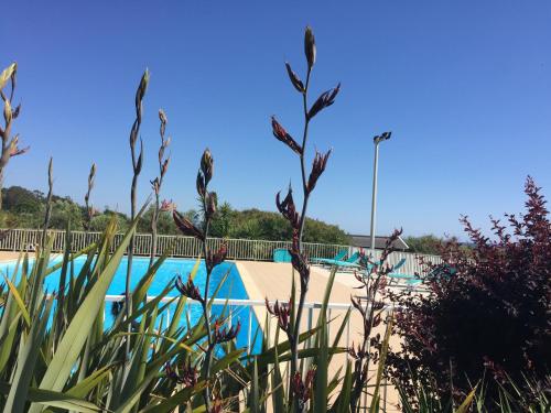 une piscine avec des plantes devant elle dans l'établissement VILLA Bord de Mer, à Cervione