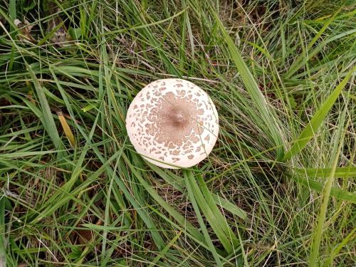 a white donut on the ground in the grass at Kaláris Vendégház in Hollókő