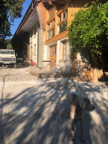 a dog standing in front of a building at Sérénité et nature dans une ferme équestre - studio familial in Massonnens