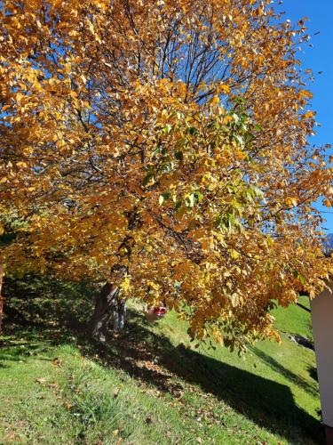 a tree with autumn leaves on it in a field at Sunnaschi Appartements - Wohnungen oder gesamt als "Hütte" in Laterns