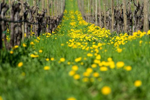 a field of yellow flowers in front of a fence at Dissertorihof in Caldaro
