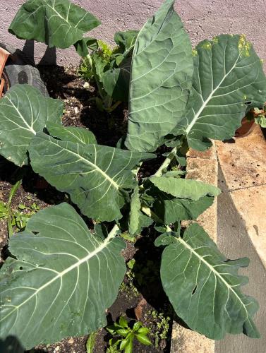 a plant with large green leaves in a garden at Mãe Home Story in Caldas da Rainha