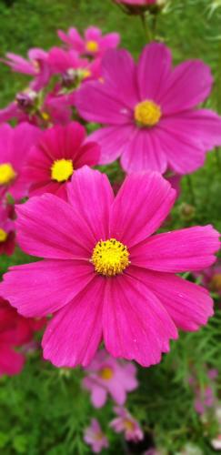 a group of pink flowers in a garden at Le Moulin de Dannemarie in Dannemarie