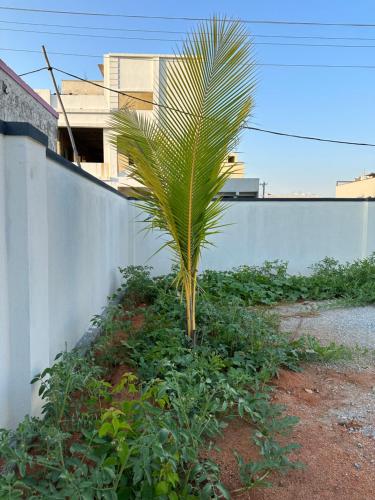 a palm tree in a yard next to a wall at TrueLife - Bhavya Manor - Breakfast Included - 2500 SFT Modern homes with Garden - Panorama Tirumala Mountain View - Peaceful Location - Fast WiFi - Many restaurants nearby - Large hall, AC bedrooms, Kitchen - Android TV - Top service with lots of Love in Tirupati