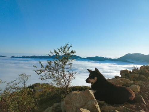 a dog sitting on top of a pile of rocks at 1941M Homestay Tà Xùa in Bắc Yên