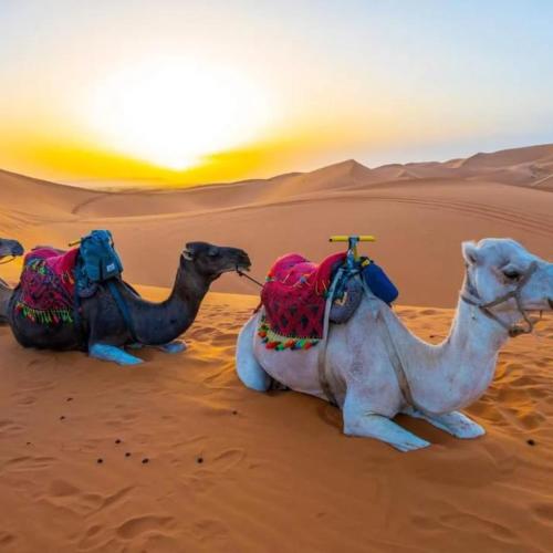 two camels sitting in the sand in the desert at Merzouga heart camp in Merzouga