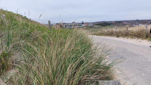 a field of tall grass next to a road at Strand 11 in Callantsoog