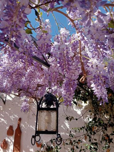 a street light under a tree with purple flowers at Residenza La Dimora ImPerfetta in Salionze
