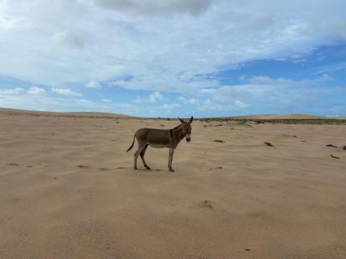 a dog standing in the sand in the desert at casa jasmin in Jericoacoara