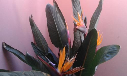 a plant with green leaves next to a pink wall at La Dolce Vista - B&B di Charme in Manfredonia