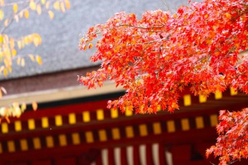 a tree with red leaves in front of a building at Stay SAKURA Kyoto Kiyomizu Ougi in Kyoto