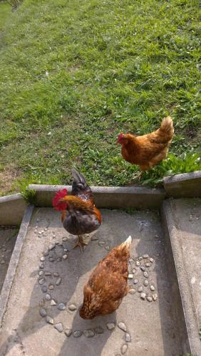 three chickens are standing on the ground near the grass at Casa la Selva in Pura