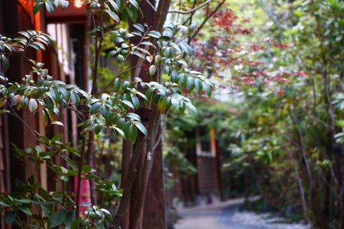 a tree with green leaves next to a building at YamakawaZENZO in Oguni