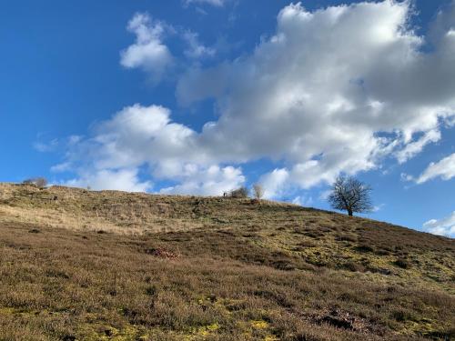 a tree on top of a hill under a cloudy sky at Noclegi Little Sheep in Chojna