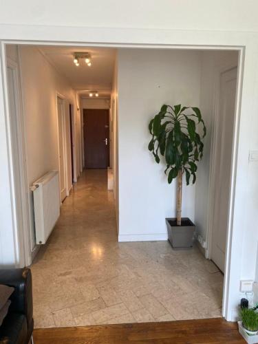 um corredor com um vaso de plantas na parede em Chambre meublée verte boulevard Joseph vallier em Grenoble
