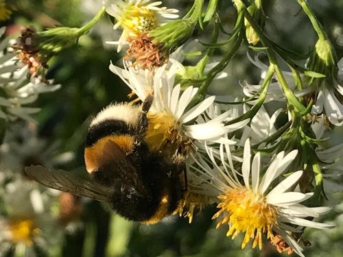 a bumble bee on a white flower at Eichenhof Hotel Garni in Groß Köris