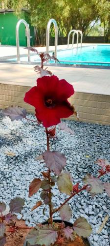 a red flower in front of a swimming pool at Wayanad Three Roots Holiday Home Resort in Sultan Bathery