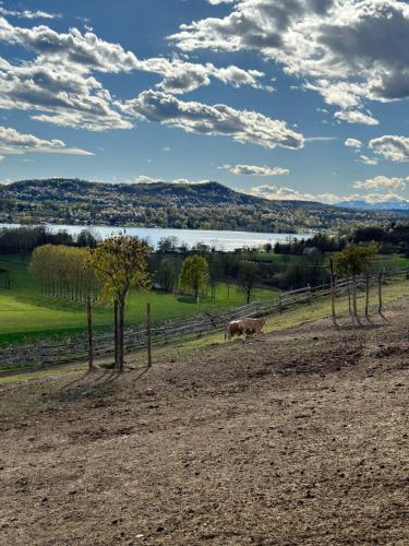 a couple of animals grazing in a field with a fence at Cascina Coste in Roppolo