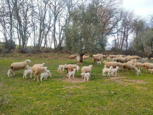 un troupeau d'ovins herbivores en champ dans l'établissement Bio Agriturismo Il Cavone, à Sovana