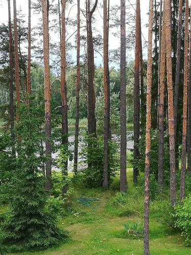 a group of trees in a forest with grass at Sisaliku Puhkemaja saunaga in Luke