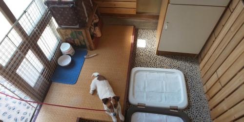 a dog on a leash sitting on the floor next to a door at Yamanouchi sekisan chi in Yokokura