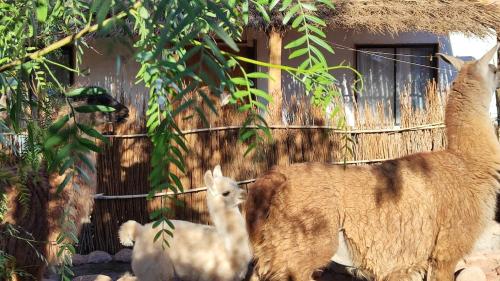 a llama and two lambs standing next to a building at Cabañas Voyage Atacama in San Pedro de Atacama