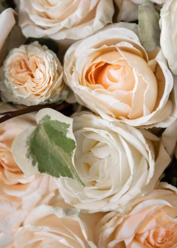 a bunch of white roses with a green leaf at One&Only Portonovi in Herceg-Novi