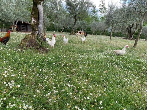 Άλλα ζώα σε αυτό το κατάλυμα σε φάρμα ή στη γύρω περιοχή