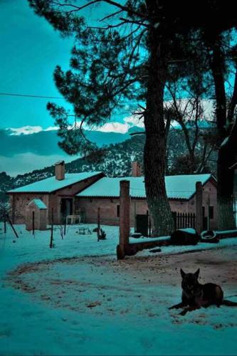 a dog laying in the snow next to a tree at Chalet nina in Azrou