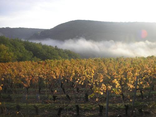 a field of crops with fog in the background at grange rénovée en pleine nature in Valady