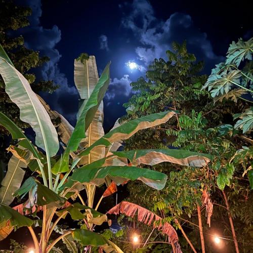 Un jardín fuera de Vila Pepouze Hostel