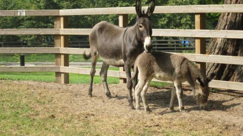 a donkey and a baby donkey standing next to a fence at Centre Bol Vert in Trélon
