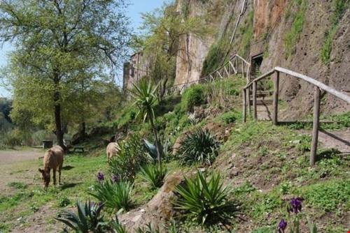 a group of animals grazing in the grass on a hill at Casa Lale in Corchiano