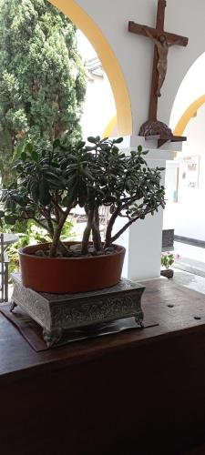 a potted plant sitting on top of a table at Hotel Don Alfonso in Pereira