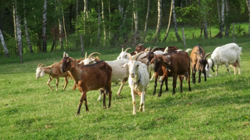 a herd of cows running in a field at Maringotka na samotě na kozí farmě in Poběžovice
