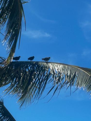 four birds sitting on top of a palm tree at Pousada Bar Café Algas Marinhas in Praia do Forte