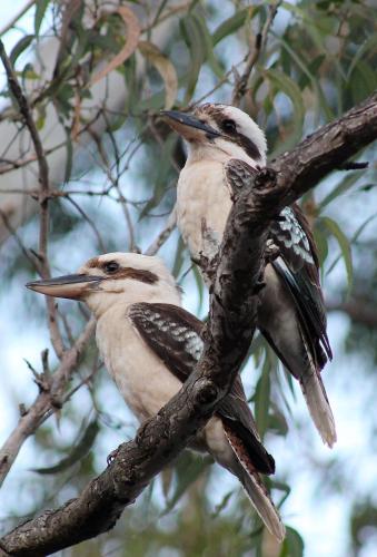 two birds perched on top of a tree branch at Airlie Beach Eco Cabins - Adults Only in Airlie Beach