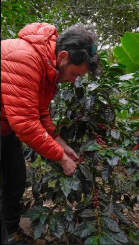 a man in a red jacket picking berries from a bush at Lia B&B Lucmabamba in Sahuayacu